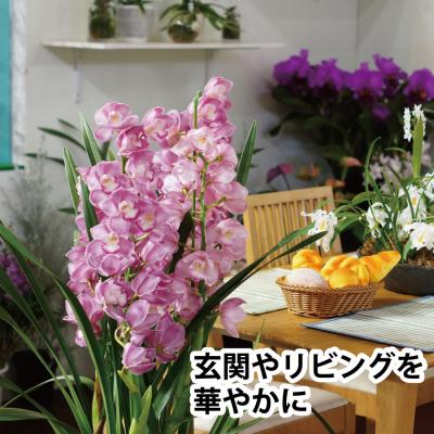 ふるさと納税 勝浦町 【ピンク】シンビジューム 6号鉢 3〜4本立て |  | 01