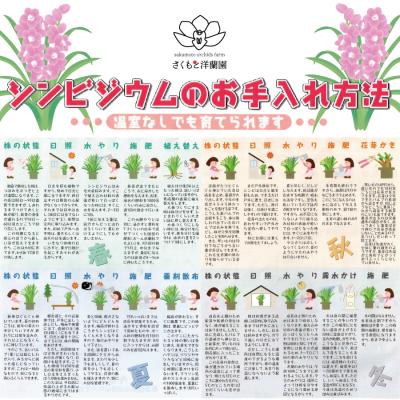 ふるさと納税 勝浦町 【ピンク】シンビジューム 6号鉢 3〜4本立て |  | 02