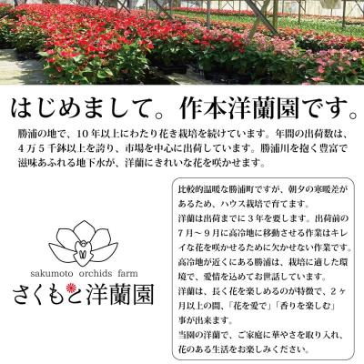ふるさと納税 勝浦町 【ピンク】シンビジューム 6号鉢 3〜4本立て |  | 03