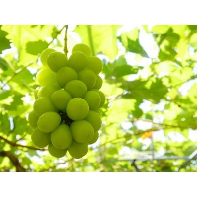 ふるさと納税 庄内町 [R8.10月より発送開始]食の都庄内 シャインマスカット 2房(入金期限:2026.9.20)