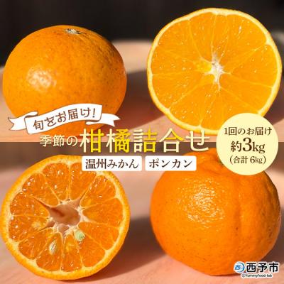 ふるさと納税 西予市 [先行受付]&lt;旬をお届け!季節の柑橘 2回定期便(温州みかん約3kg・ポンカン約3kg)&gt;ミカン ぽ