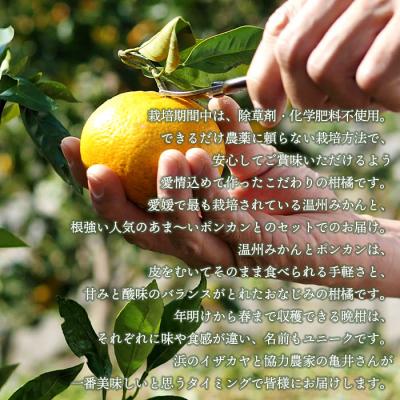 ふるさと納税 西予市 【先行受付】<旬をお届け!季節の柑橘 2回定期便(温州みかん・ポンカン>ミカン |  | 01