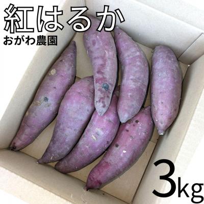 ふるさと納税 湯梨浜町 おがわ農園 紅はるか3kg(131K.)
