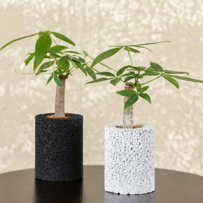 ふるさと納税 天草市 エコ・ポチ シリンダー2個セット 白&amp;黒パキラ