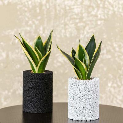 ふるさと納税 天草市 エコ・ポチ シリンダー2個セット 白&amp;黒サンスベリア・ハニー