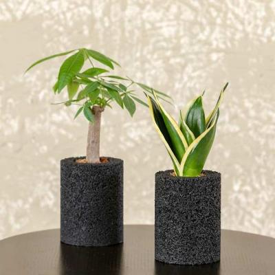 ふるさと納税 天草市 エコ・ポチ シリンダー2個セット パキラ&amp;サンスベリア・ハニー黒