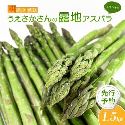 ふるさと納税 羽幌町 2026年 先行予約![朝採り発送]うえさかさんの露地アスパラ スペシャル 1.5kg[20101]