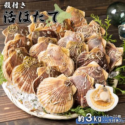ふるさと納税 羽幌町 北海道羽幌町産 殻付き活ホタテ 約3kg(15〜20枚・ヘラ付き) | 