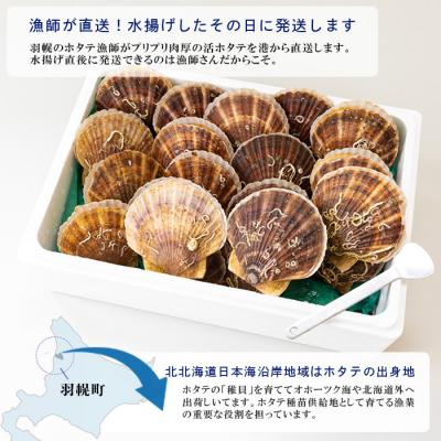 ふるさと納税 羽幌町 北海道羽幌町産 殻付き活ホタテ 約3kg(15〜20枚・ヘラ付き) |  | 02