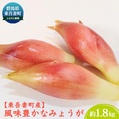 ふるさと納税 東吾妻町 [東吾妻町産]風味豊かな みょうが 約1.8kg