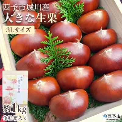 ふるさと納税 西予市 西予市城川産 大きな生栗 サイズ3 1kg(化粧箱入)
