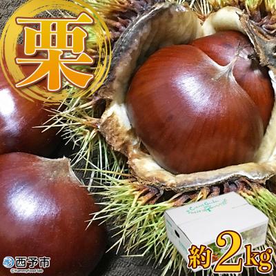 ふるさと納税 西予市 愛媛県西予市産 栗 2kg