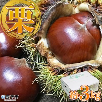 ふるさと納税 西予市 愛媛県西予市産 栗 3kg