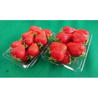 ふるさと納税 津島市 「いちごの名産地」愛知県津島市「ゆめのか」いちご2パック[令和8年1月以降順次発送]