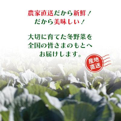 ふるさと納税 四万十市 【早期受付・数量限定】農家直送アグリユウベの冬野菜セット(小) R8.11月〜R9.2月に1回発送 |  | 03