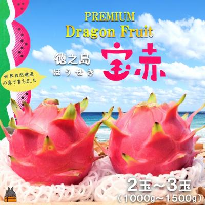 ふるさと納税 徳之島町 〜ルビーの輝き〜プレミアムドラゴンフルーツ