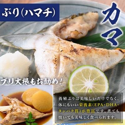 ふるさと納税 いちき串木野市 【先行予約】鹿児島県産養殖ぶり(ハマチ)の切り身「ロイン2節・カマ1個付」合計約1kg! |  | 02