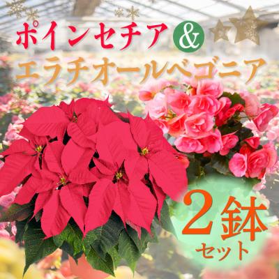 ふるさと納税 高原町 [先行受付]クリスマスフラワー「ポインセチア」&amp;「エラチオールベゴニア」セット(2鉢)