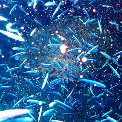 ふるさと納税 恩納村 ボートで行く!ファンダイビング(2Dive)の画像