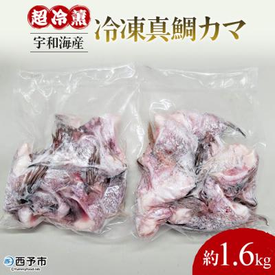 ふるさと納税 西予市 <異次元の鮮度!宇和海産『超冷薫』冷凍真鯛カマ 約1.6kg> タイ かま 海産 魚介 鯛めし