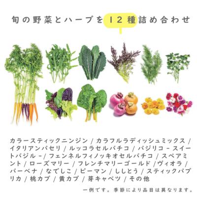 ふるさと納税 淡路市 フレッシュグループ淡路島彩り野菜と香るハーブセット【お届け日指定返礼品】　ah11006 |  | 03