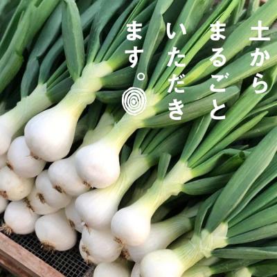 ふるさと納税 淡路市 葉玉ねぎ 2.5kg[お届け日指定返礼品]