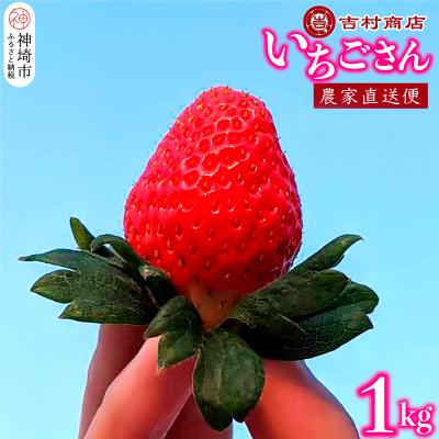 ふるさと納税 神埼市 いちごさん 4パック 約1kg(H098107)