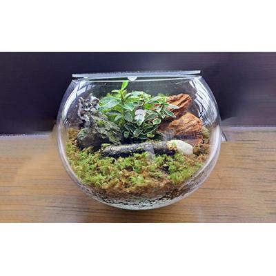 ふるさと納税 池田市 岩崎正光園  苔テラリウム |  | 01
