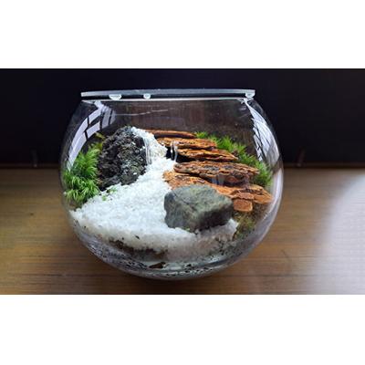 ふるさと納税 池田市 岩崎正光園  苔テラリウム |  | 02