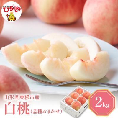 ふるさと納税 東根市 [2026年産] 白桃 (品種おまかせ) 2kg 秀品 化粧箱入り hi027-257