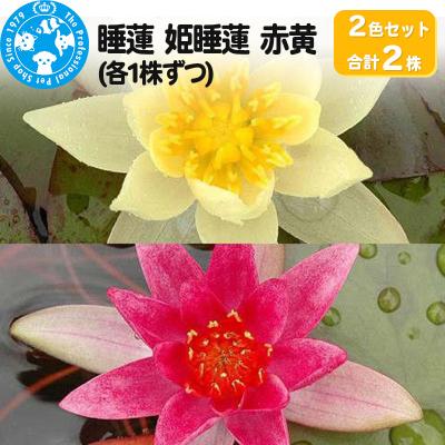 ふるさと納税 邑楽町 姫睡蓮2色セット 赤黄(各1株ずつ)|09_chm-al0101