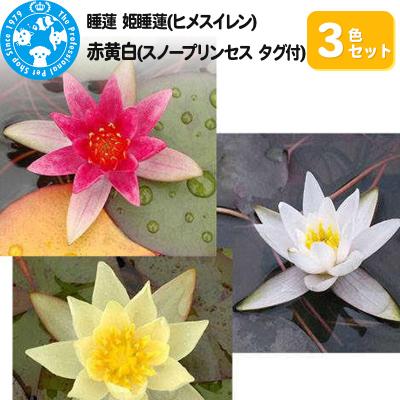 ふるさと納税 邑楽町 姫睡蓮3色セット 赤黄白(スノープリンセス タグ付)(各1ポットずつ)|09_chm-am0101