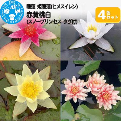 ふるさと納税 邑楽町 姫睡蓮4色セット 赤黄桃白(スノープリンセス タグ付)(各1株ずつ)|09_chm-an0101