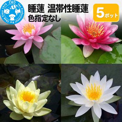 ふるさと納税 邑楽町 睡蓮 温帯性睡蓮 色指定なし×5ポット|09_chm-ac0501