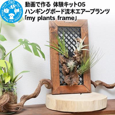 ふるさと納税 邑楽町 動画で作る 体験キット05 ハンギングボード流木エアープランツ|09_chm-b80101