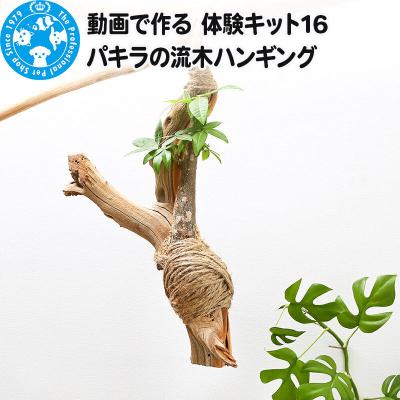 ふるさと納税 邑楽町 動画で作る 体験キット16 パキラの流木ハンギング|09_chm-bc0101