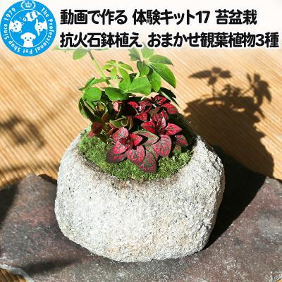 ふるさと納税 邑楽町 動画で作る 体験キット17 苔盆栽 抗火石鉢植え おまかせ観葉植物3種|09_chm-bd0101