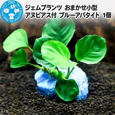 ふるさと納税 邑楽町 ジェムプランツ おまかせ小型アヌビアス付 ブルーアパタイト 1個|09_chm-at0101