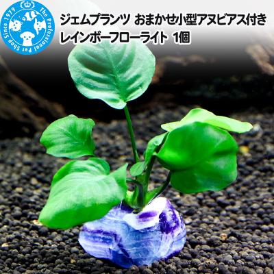 ふるさと納税 邑楽町 ジェムプランツ おまかせ小型アヌビアス付き レインボーフローライト 1個|09_chm-au0101