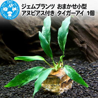 ふるさと納税 邑楽町 ジェムプランツ おまかせ小型アヌビアス付き タイガーアイ 1個|09_chm-av0101