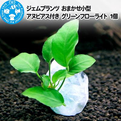 ふるさと納税 邑楽町 ジェムプランツ おまかせ小型アヌビアス付き グリーンフローライト 1個|09_chm-ax0101