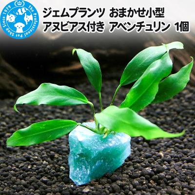 ふるさと納税 邑楽町 ジェムプランツ おまかせ小型アヌビアス付き アベンチュリン 1個|09_chm-ay0101