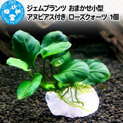 ふるさと納税 邑楽町 ジェムプランツ おまかせ小型アヌビアス付き ローズクォーツ 1個|09_chm-az0101