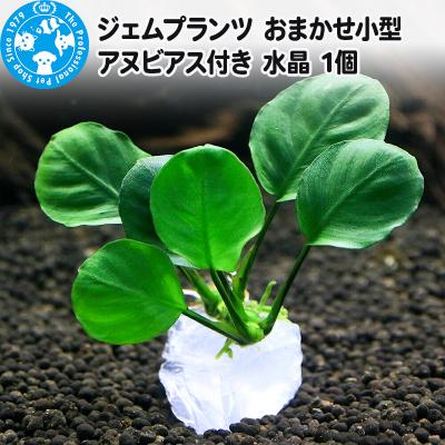 ふるさと納税 邑楽町 ジェムプランツ おまかせ小型アヌビアス付き 水晶 1個|09_chm-b00101