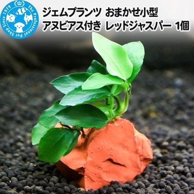 ふるさと納税 邑楽町 ジェムプランツ おまかせ小型アヌビアス付き レッドジャスパー 1個|09_chm-b10101