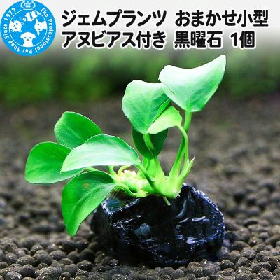 ふるさと納税 邑楽町 ジェムプランツ おまかせ小型アヌビアス付き 黒曜石 1個|09_chm-b20101