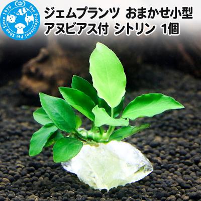 ふるさと納税 邑楽町 ジェムプランツ おまかせ小型アヌビアス付 シトリン 1個|09_chm-b30101