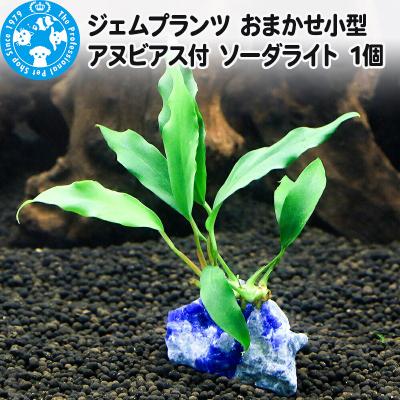 ふるさと納税 邑楽町 ジェムプランツ おまかせ小型アヌビアス付 ソーダライト 1個|09_chm-b40101