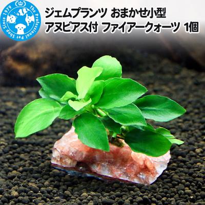 ふるさと納税 邑楽町 ジェムプランツ おまかせ小型アヌビアス付 ファイアークォーツ 1個|09_chm-b50101