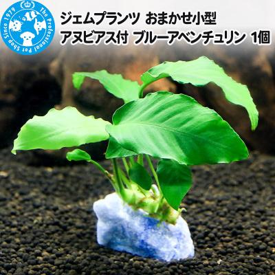 ふるさと納税 邑楽町 ジェムプランツ おまかせ小型アヌビアス付 ブルーアベンチュリン 1個|09_chm-b60101